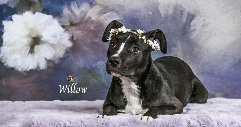 Willow
