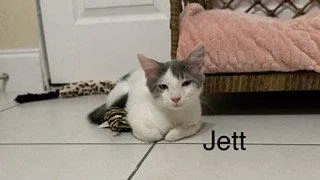 A baby medium-sized male Domestic Long Hair cat named Jett for adoption in Oakland Park, FL