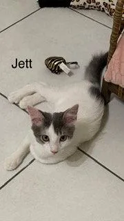 Jett thumbnail 2