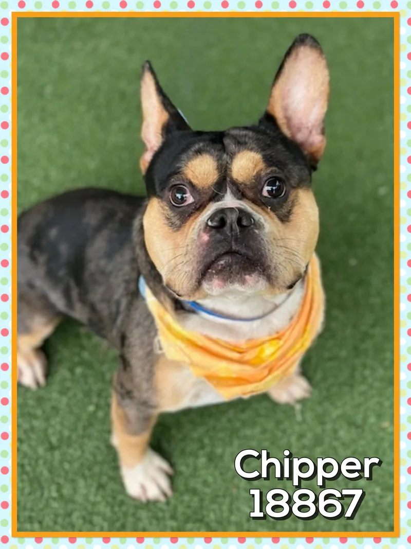 Chipper
