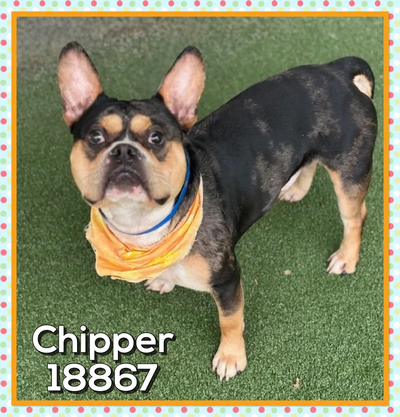 Chipper thumbnail 2