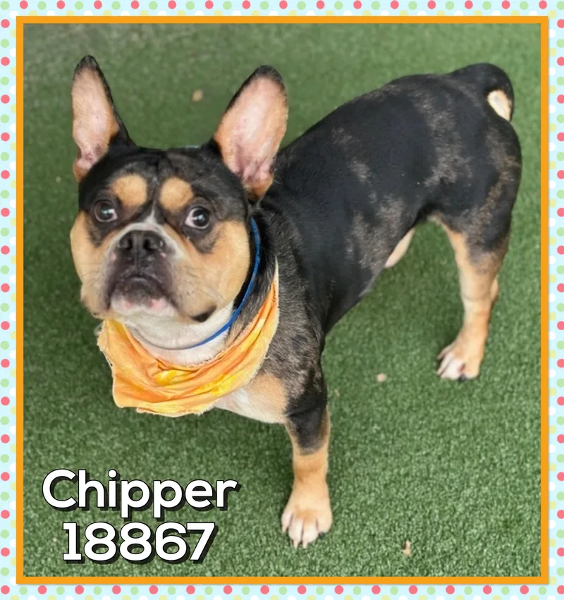 Chipper thumbnail 3