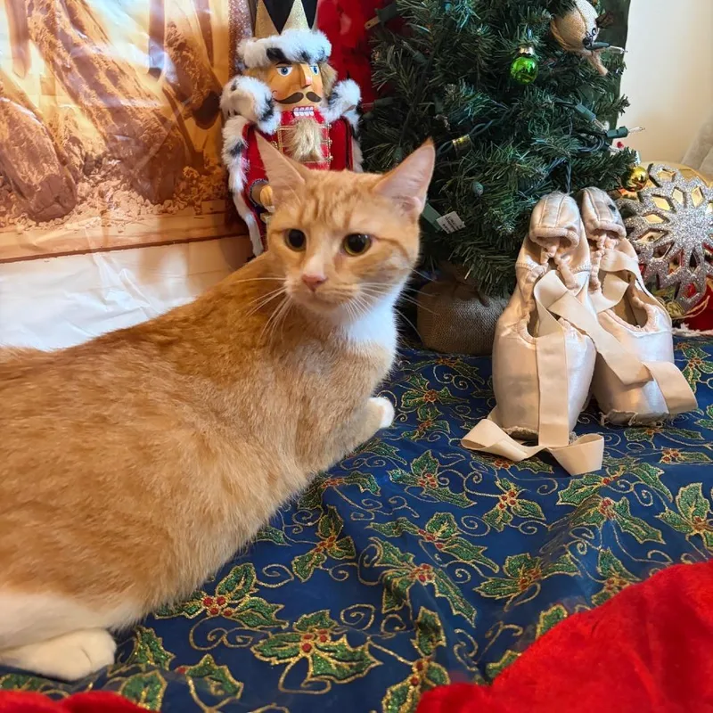 An adult medium-sized female Domestic Short Hair cat named Bailey for adoption in Oak Ridge, TN