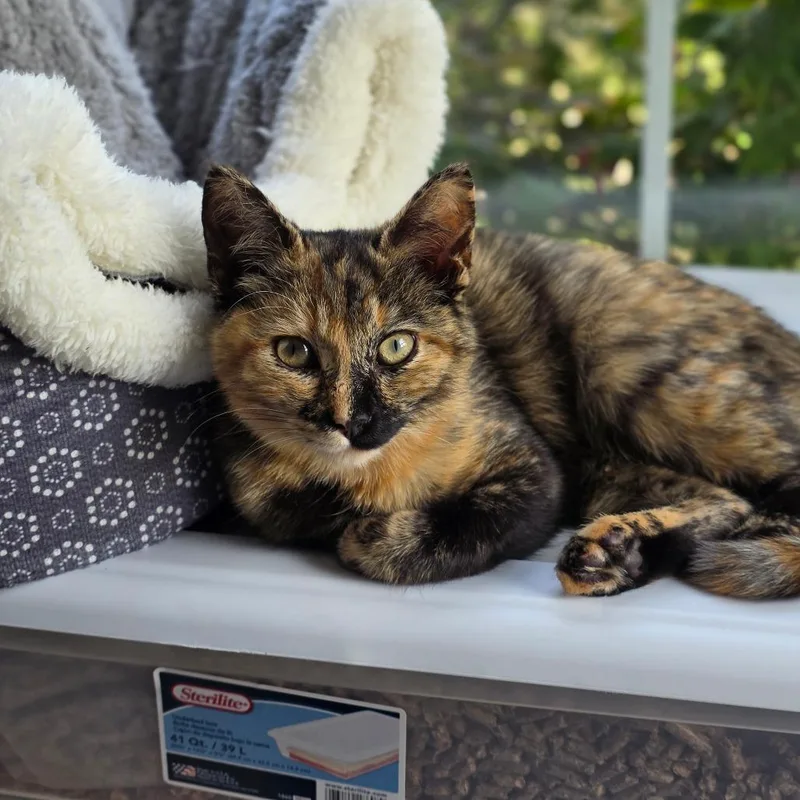 A baby small-sized female Calico Domestic Short Hair cat named Baileyn for adoption in Fredericksburg, VA