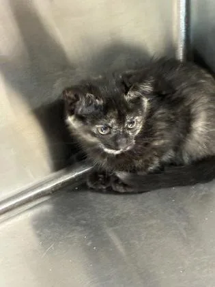 A young small-sized female Domestic Short Hair cat named Tessa for adoption in Daphne, AL