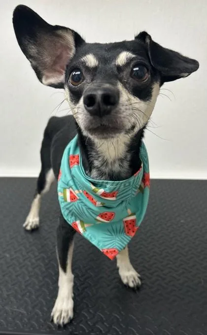 An adult small-sized female Dachshund dog named Dixie for adoption in Phoenix, AZ