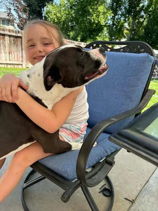 An adult medium-sized female Pit Bull Terrier dog named Stella for adoption in Boise, ID