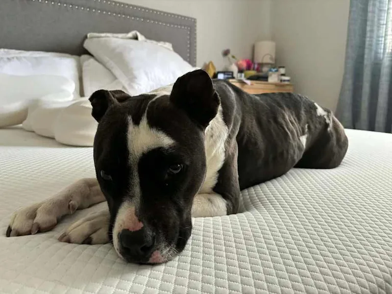 Stella thumbnail 4
