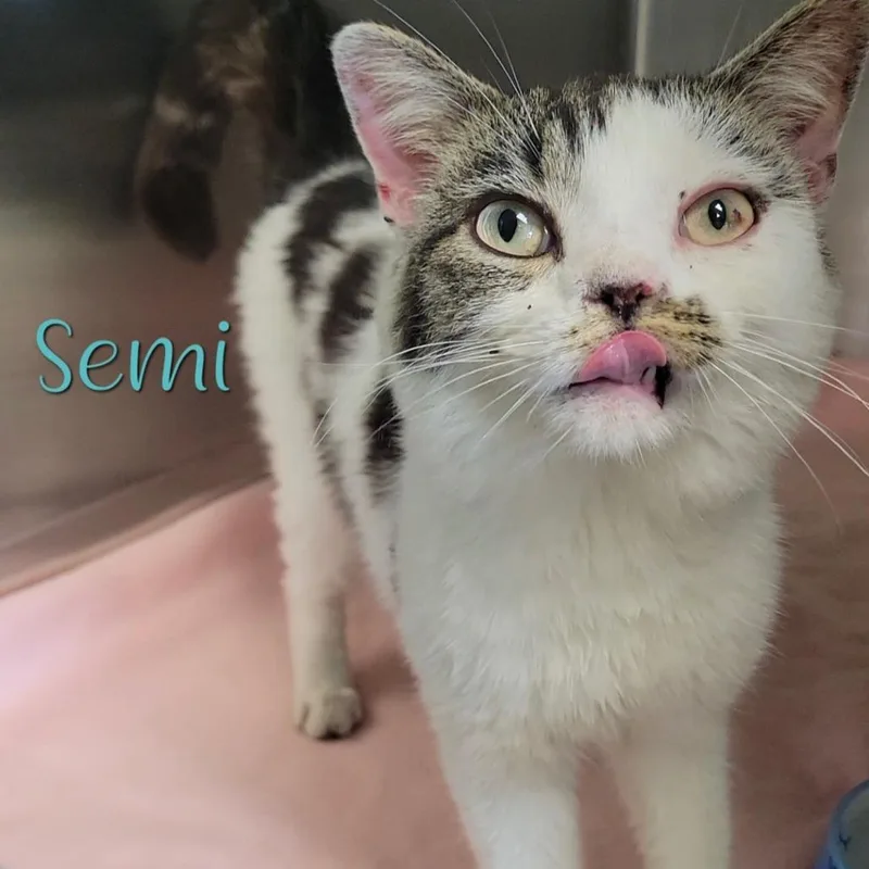 Semi