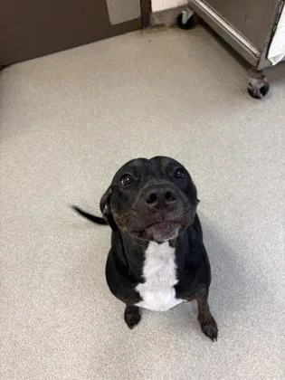 An adult medium-sized female Hound dog named Leslie for adoption in Palm Coast, FL