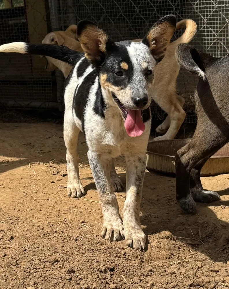 Sadie  Holly’s Litter
