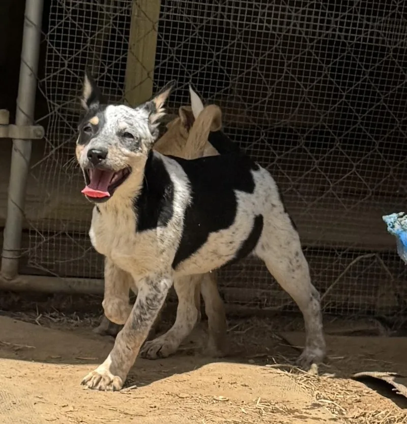 Sadie  Holly’s Litter thumbnail 2