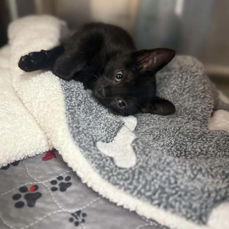 A baby small-sized female Black Domestic Short Hair cat named Sprite for adoption in Caryville, TN