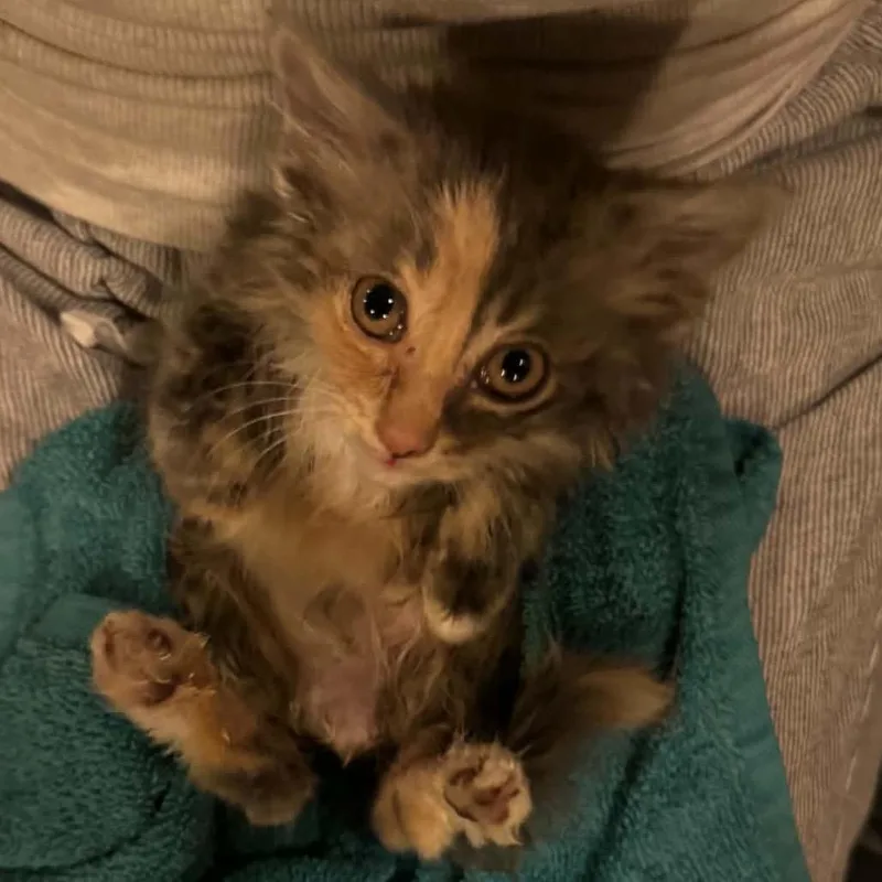 A baby small-sized female Calico Domestic Long Hair cat named Tuna for adoption in La Grange, KY