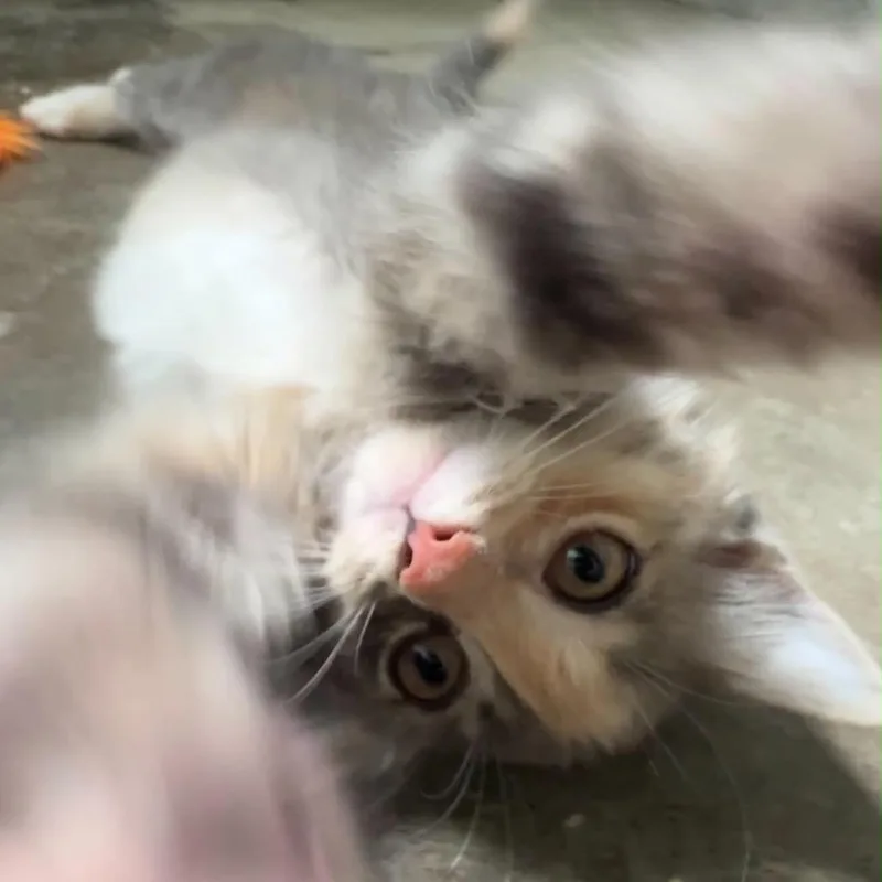 Tuna thumbnail 4