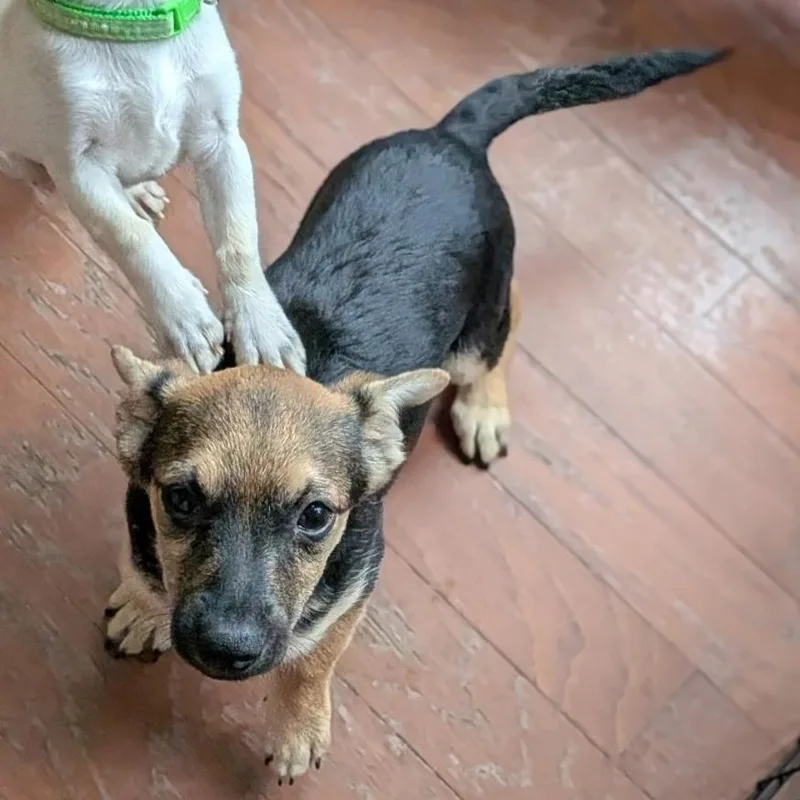 A baby small-sized male Bicolor Chihuahua dog named Kronk for adoption in Raeford, NC