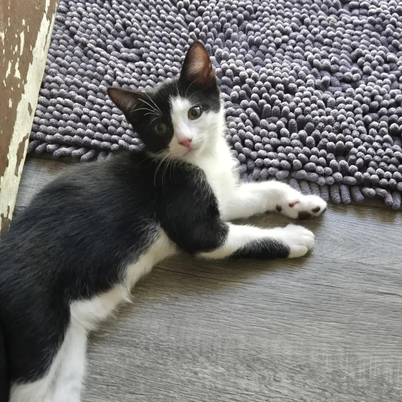 A baby small-sized female Black Domestic Short Hair cat named Maggie for adoption in Long Beach, CA