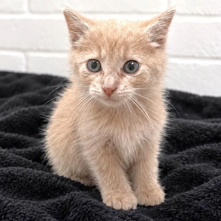 A baby small-sized male Domestic Medium Hair cat named River for adoption in Guntersville, AL