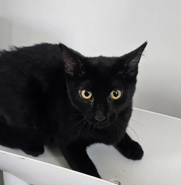 A baby medium-sized female Domestic Short Hair cat named Cricket for adoption in Cleveland, TN