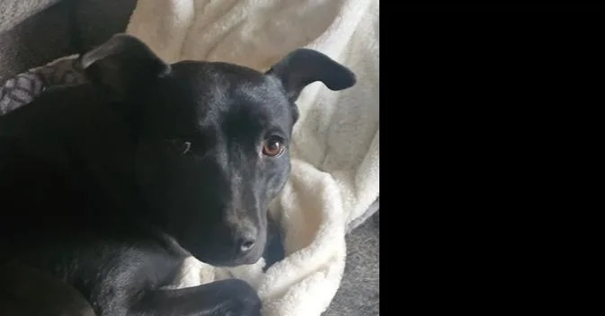 An adult medium-sized female Black Labrador Retriever dog named Willow for adoption in Lafayette, CO