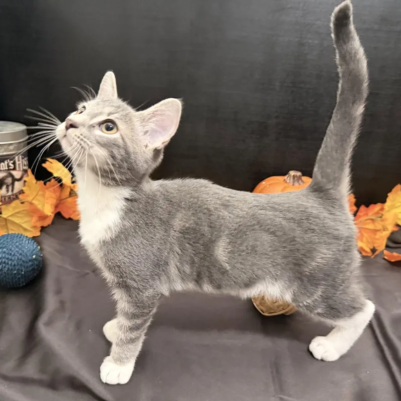 A baby small-sized male Tabby cat named Roger for adoption in Fayetteville, GA