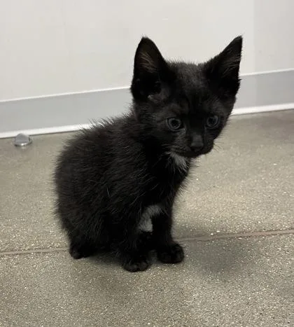A baby small-sized male Domestic Short Hair cat named Pickles for adoption in Janesville, WI