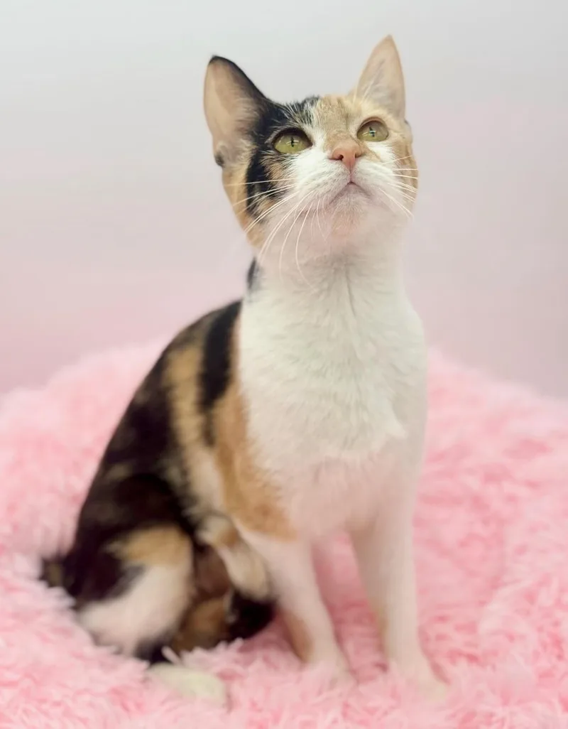 A baby medium-sized female Calico cat named Perlah for adoption in Covington, LA