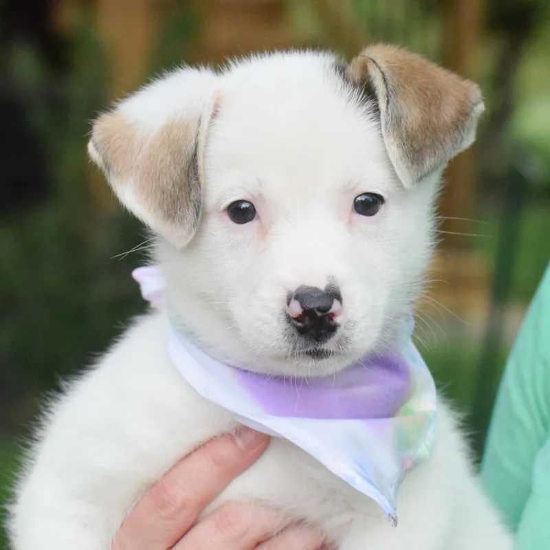 A baby medium-sized female Beagle dog named Stellaavail for adoption in West Grove, PA