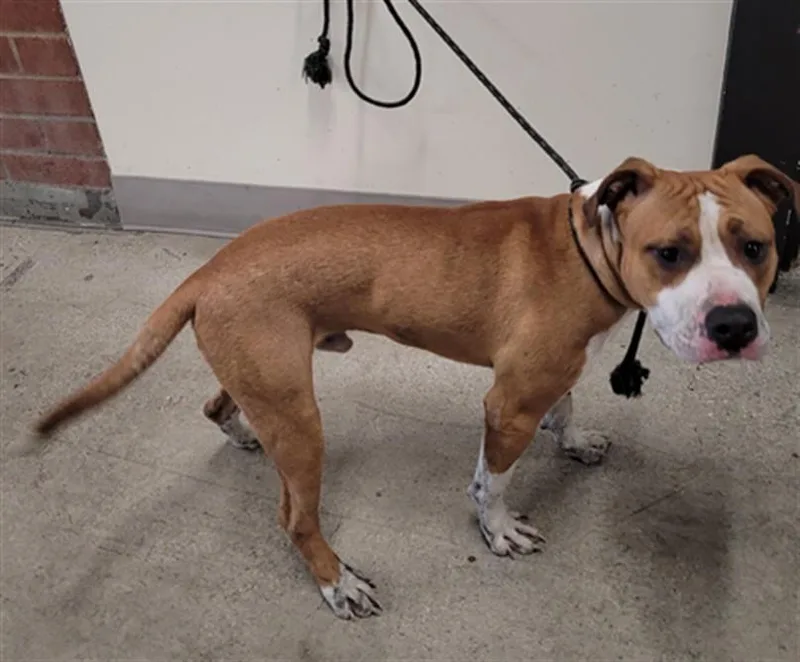 A young large-sized male Pit Bull Terrier dog named Canelo for adoption in Los Angeles, CA