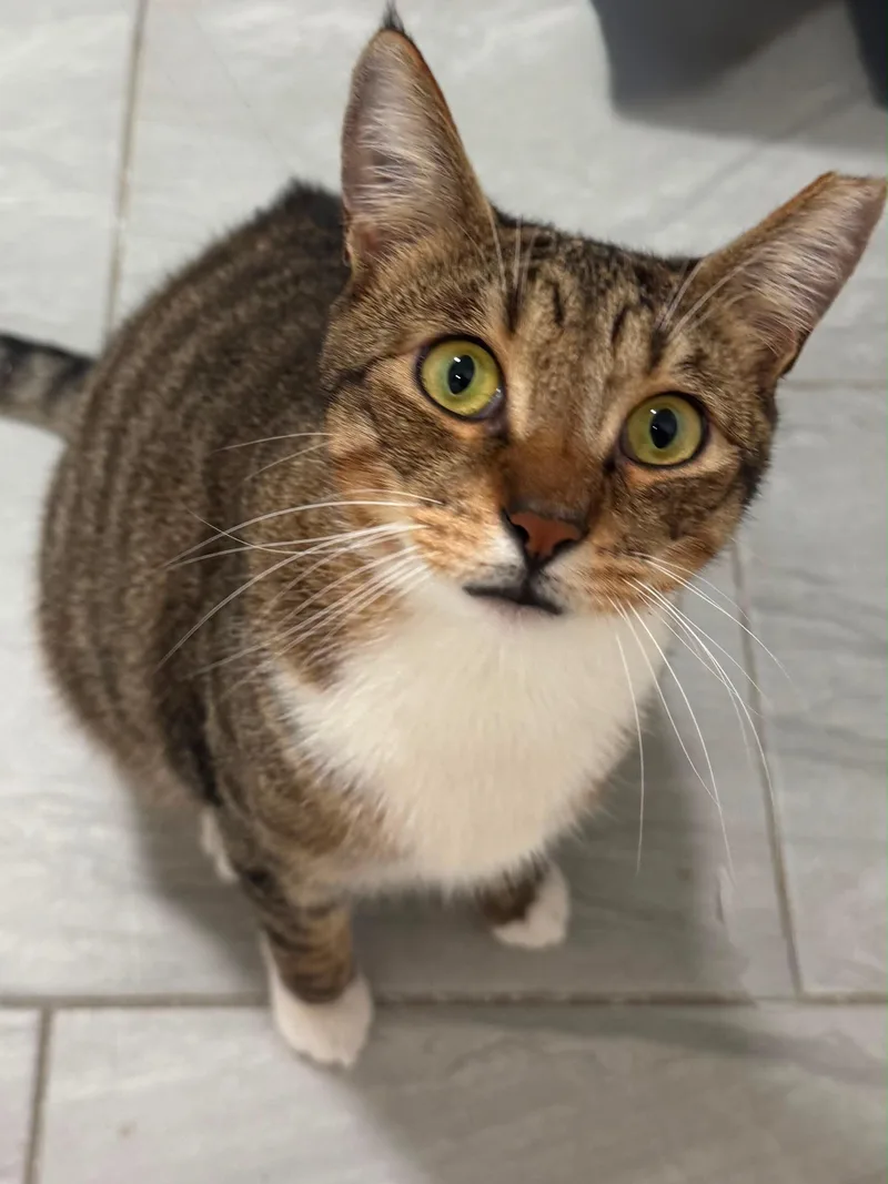 An adult medium-sized male Domestic Short Hair cat named Boots and Tiny for adoption in Miami, FL