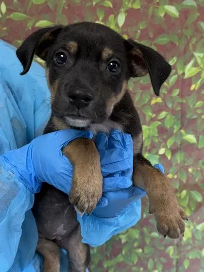 A young small-sized female Shepherd dog named Amora for adoption in San Antonio, TX