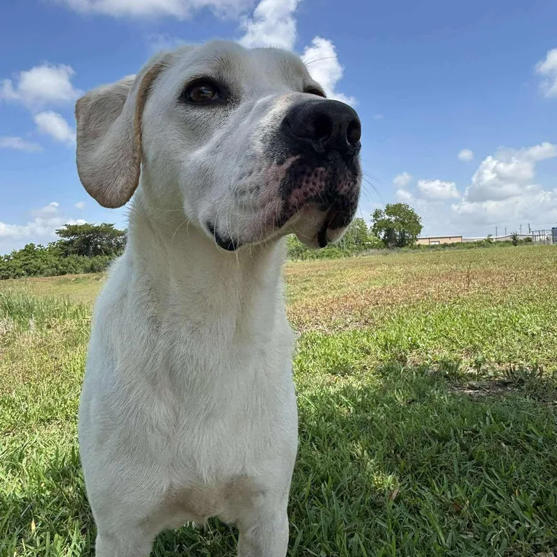 A young medium-sized female Labrador Retriever dog named Darla for adoption in Pearland, TX