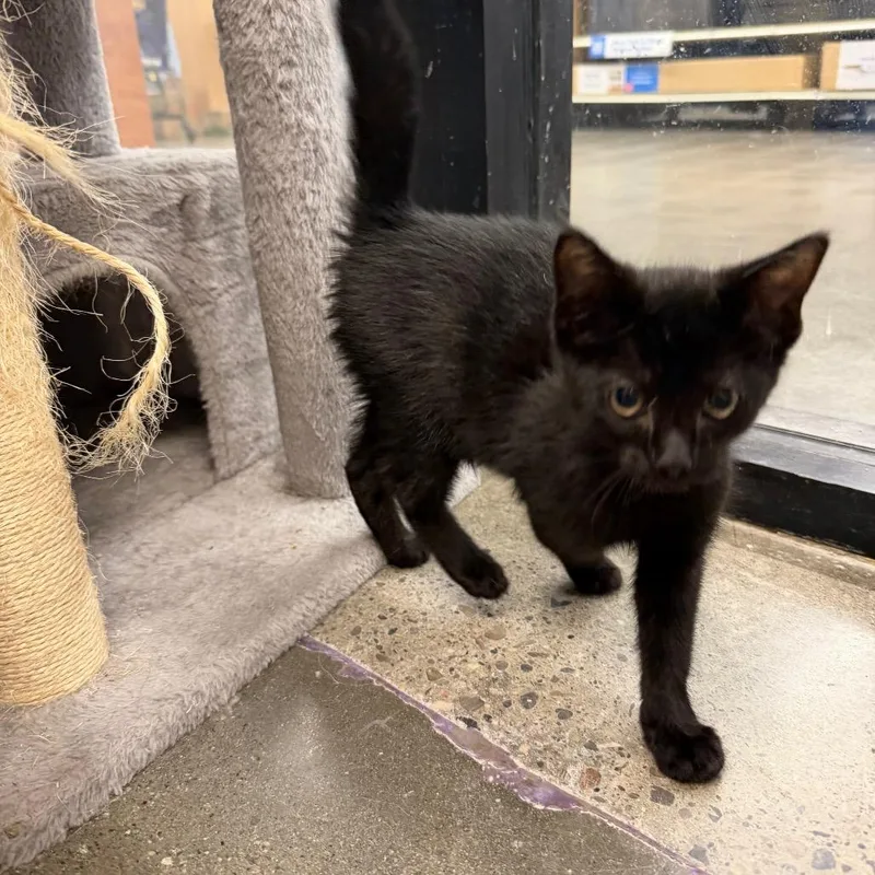 A baby small-sized male Black Domestic Short Hair cat named Toto for adoption in Hamburg, NY