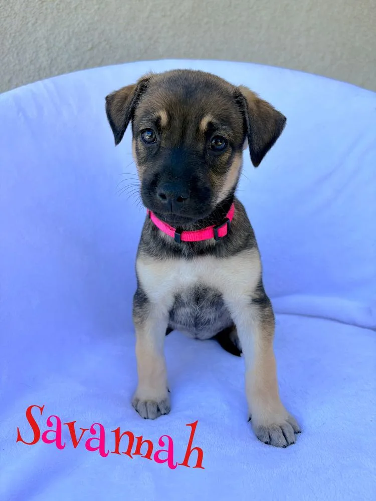 A baby large-sized female German Shepherd Dog dog named Savannah for adoption in Pleasant Hill, CA