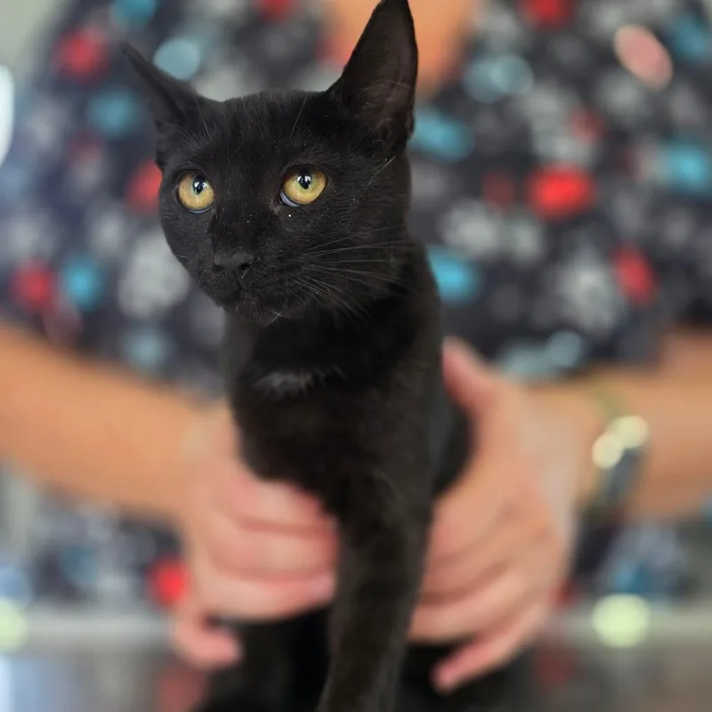 A baby small-sized female Black Domestic Short Hair cat named Dina for adoption in Chapel Hill, NC
