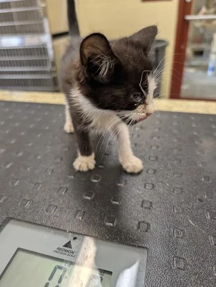 A baby small-sized female Domestic Short Hair cat named Little Baby for adoption in Independence, MO