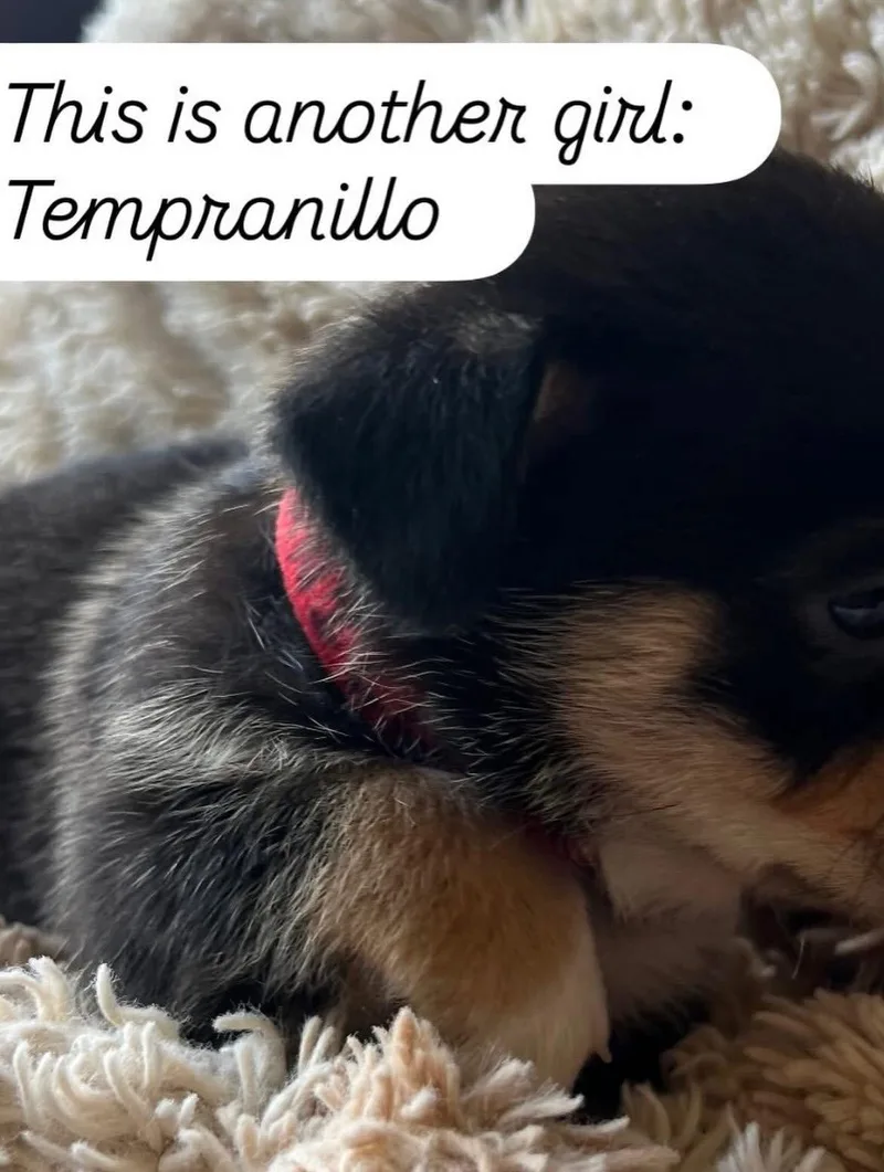 A baby medium-sized female American Staffordshire Terrier dog named Anne's Vines  Tempranillo for adoption in San Diego, CA