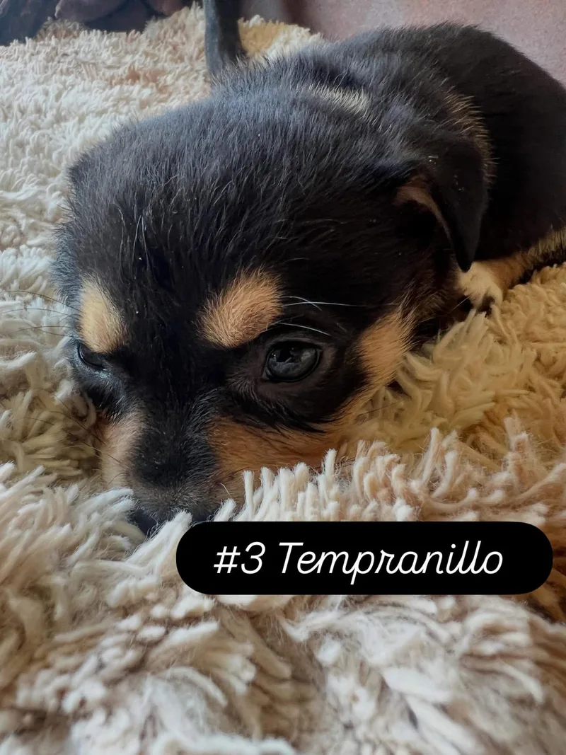 Anne's Vines  Tempranillo thumbnail 3