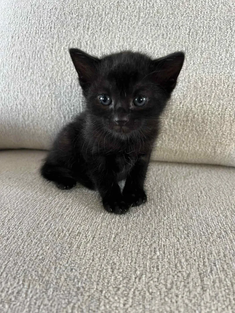 Nori Ched thumbnail 3