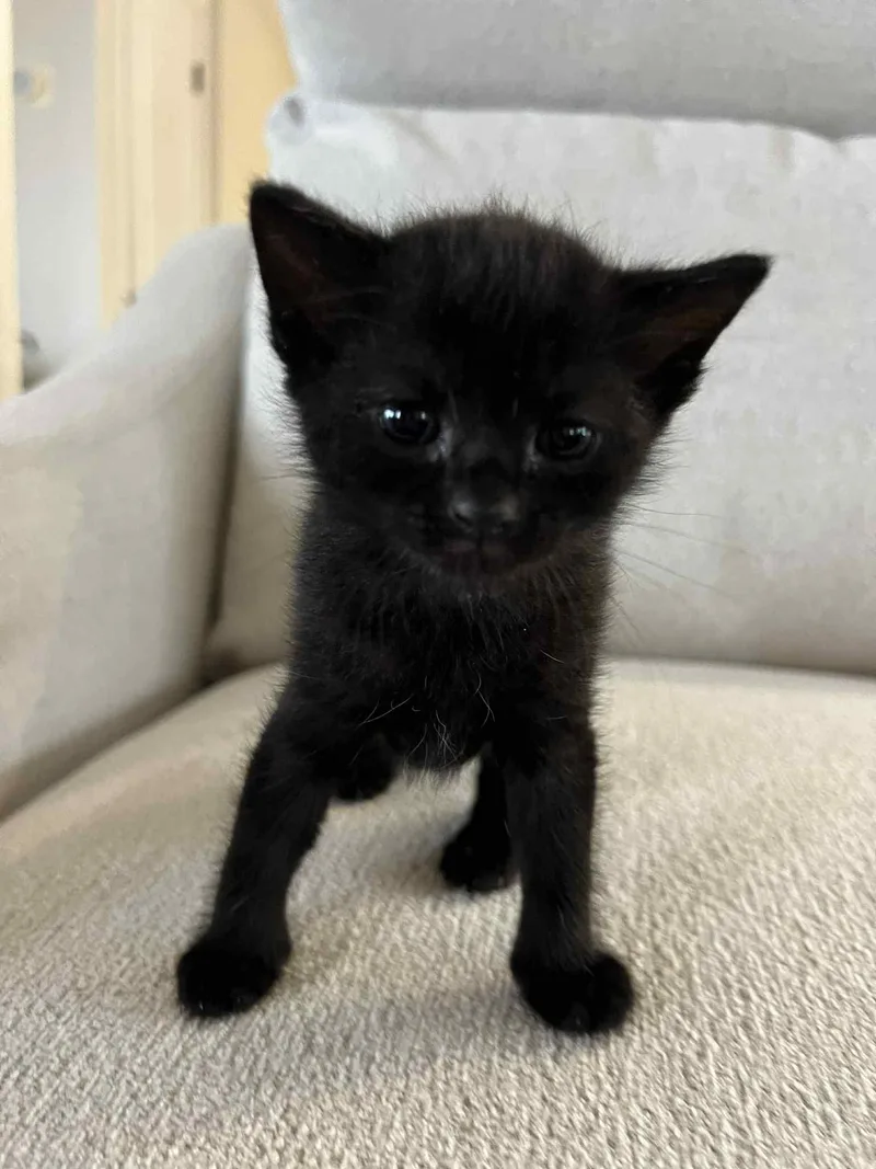 A baby small-sized female Black Domestic Short Hair cat named Nori Ched for adoption in Staten Island, NY