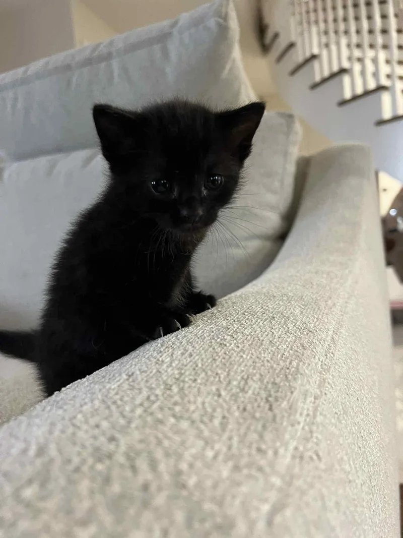 Nori Ched thumbnail 5