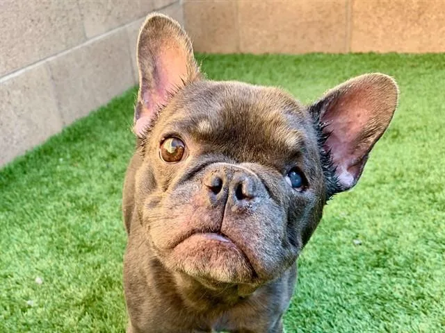 An adult small-sized male French Bulldog dog named SAVE ME PLEASE Campbell for adoption in San Marcos, CA