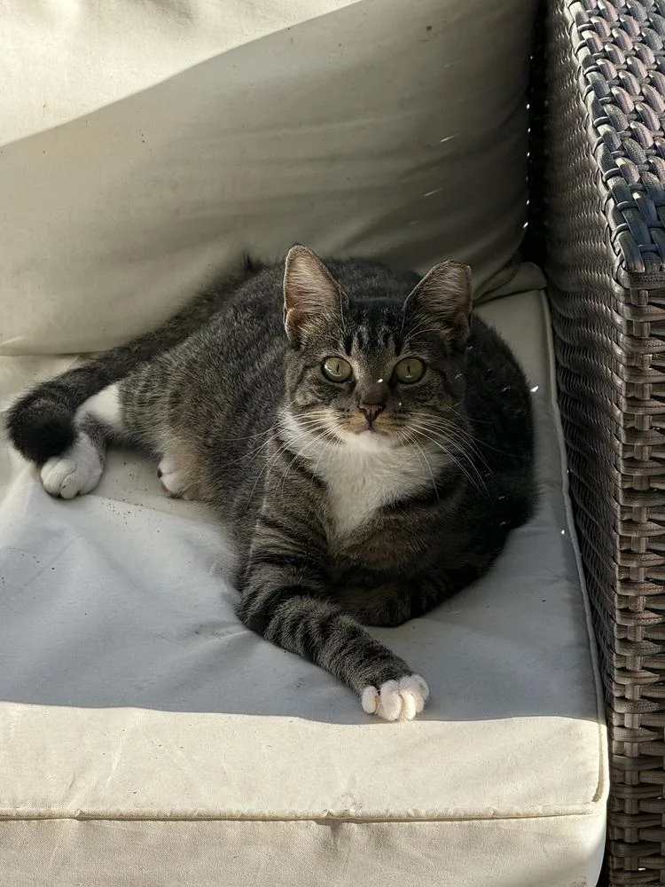 A baby small-sized female Domestic Medium Hair cat named Zilla for adoption in Orlando, FL