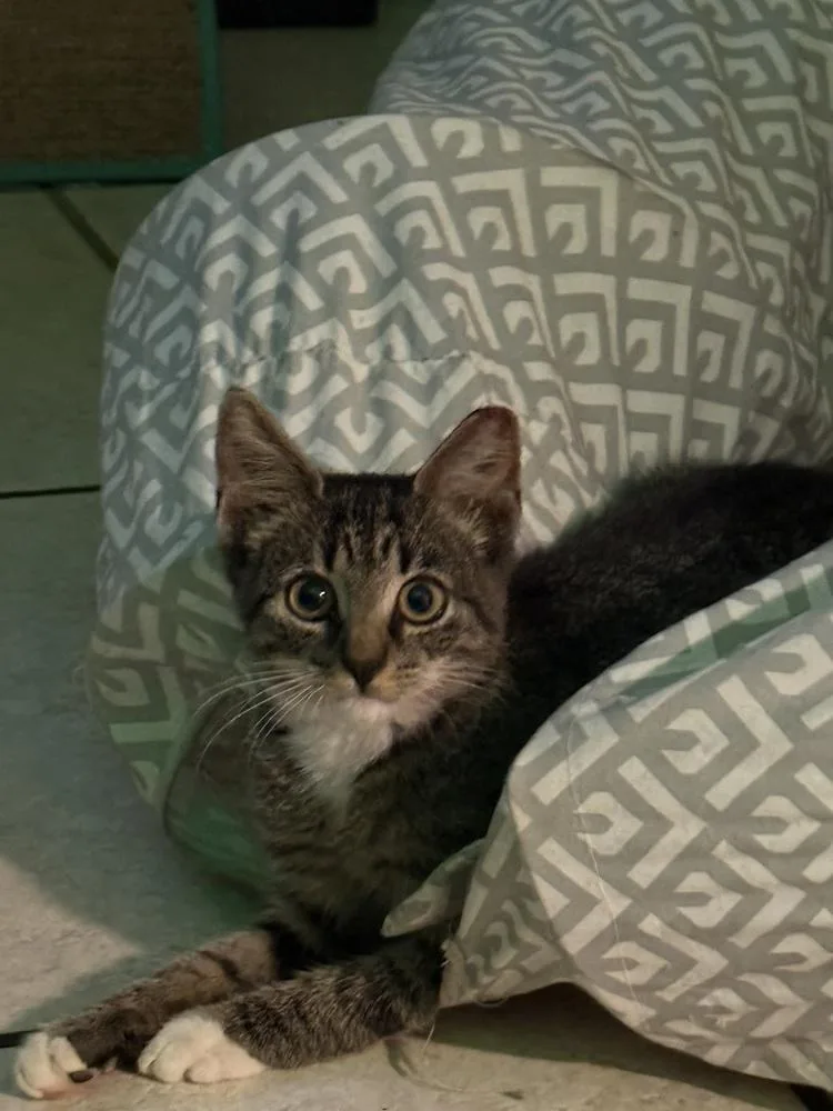 Zilla thumbnail 2