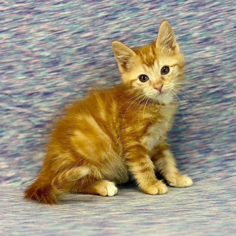 A baby small-sized male Orange / Red Domestic Medium Hair cat named Howard for adoption in Houston, TX