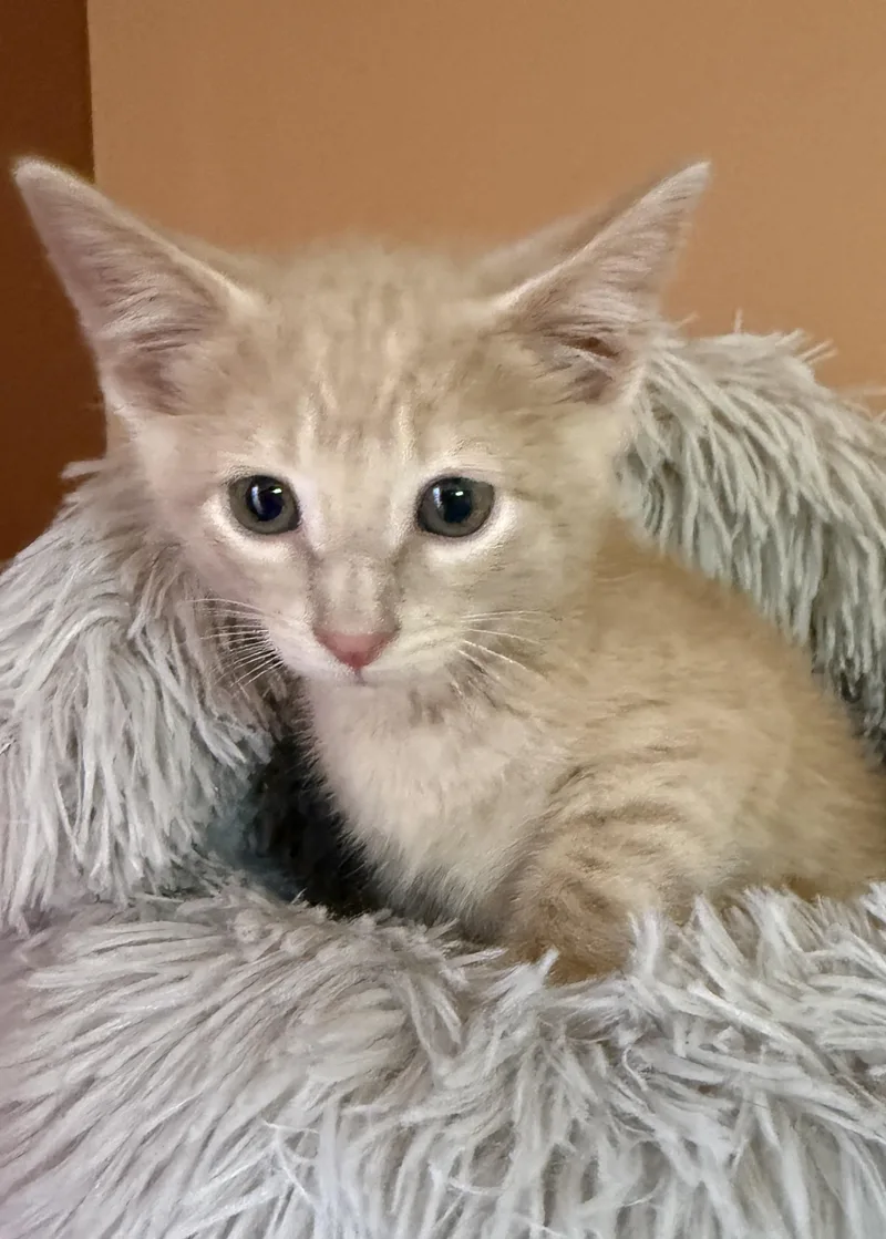 A baby medium-sized male Orange & White Domestic Short Hair cat named Paul for adoption in South Elgin, IL