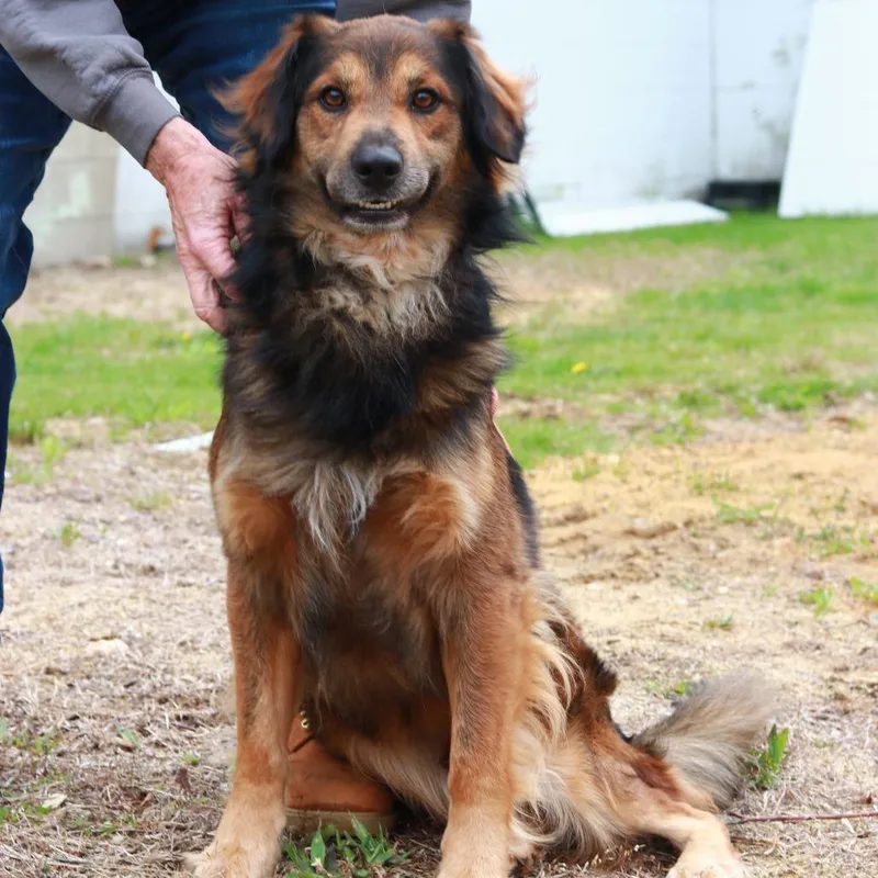 An adult medium-sized male Black Australian Shepherd dog named Ct Trevor for adoption in Stormville, NY