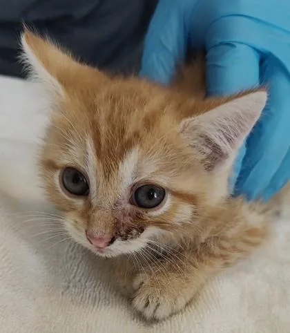 A baby small-sized male Domestic Short Hair cat named Dustin for adoption in Lafayette, IN