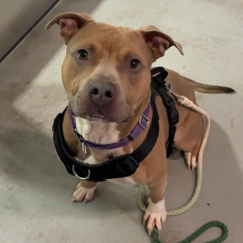 An adult medium-sized male Brown / Chocolate Pit Bull Terrier dog named Timmy for adoption in Charlottesville, VA