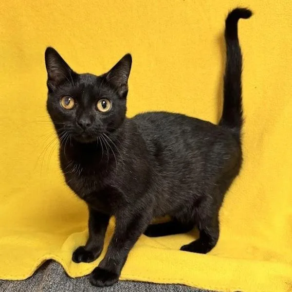 A young small-sized female Domestic Short Hair cat named Viola  Bonded Buddies for adoption in Des Moines, IA